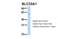 SLC33A1 antibody - middle region
